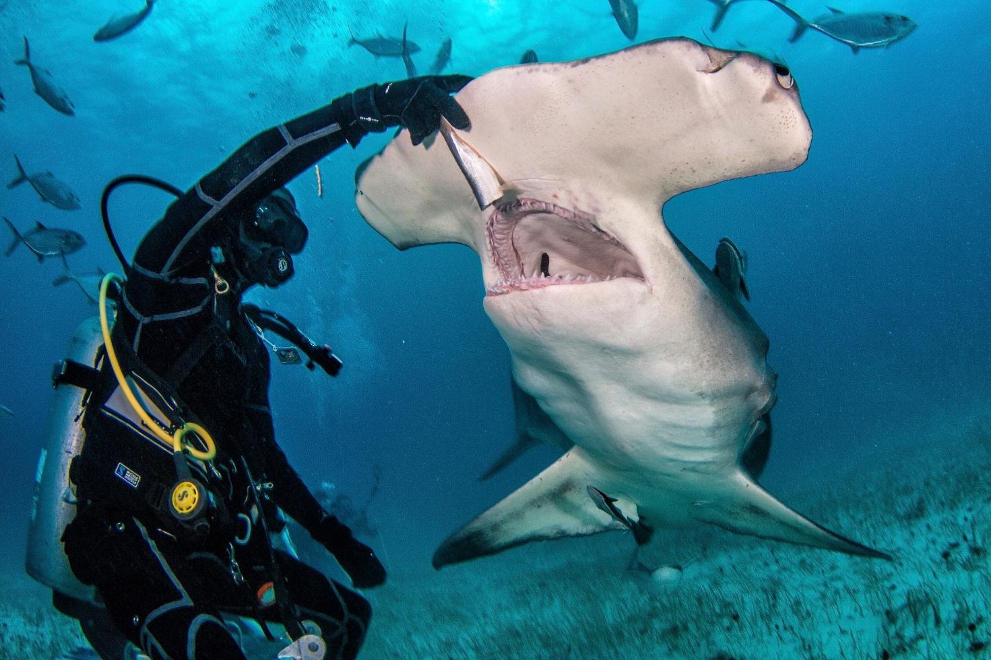 Bimini Big Game Club Resort & Marina Алис-Таун Экстерьер фото